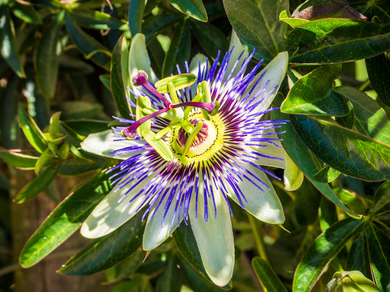 Pasiflora (Passiflora incarnata) – prirodna podrška protiv anksioznosti