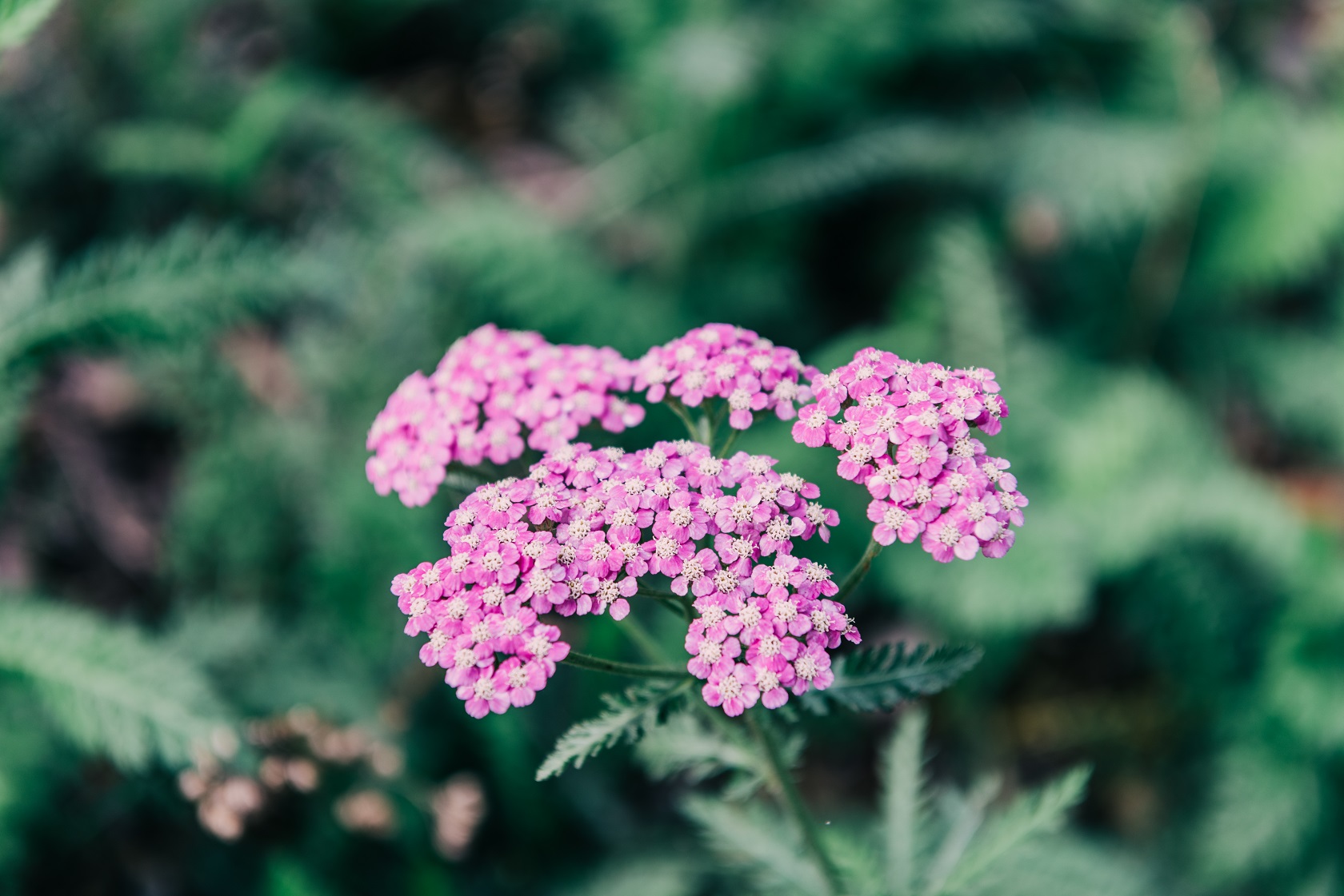Valerijana (Valeriana officinalis) – biljka za smirenje i san